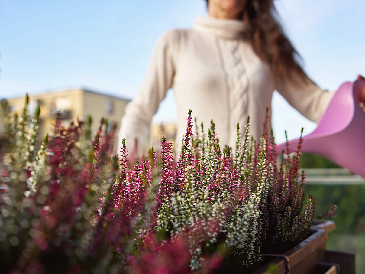 Heidekraut auf dem Balkon