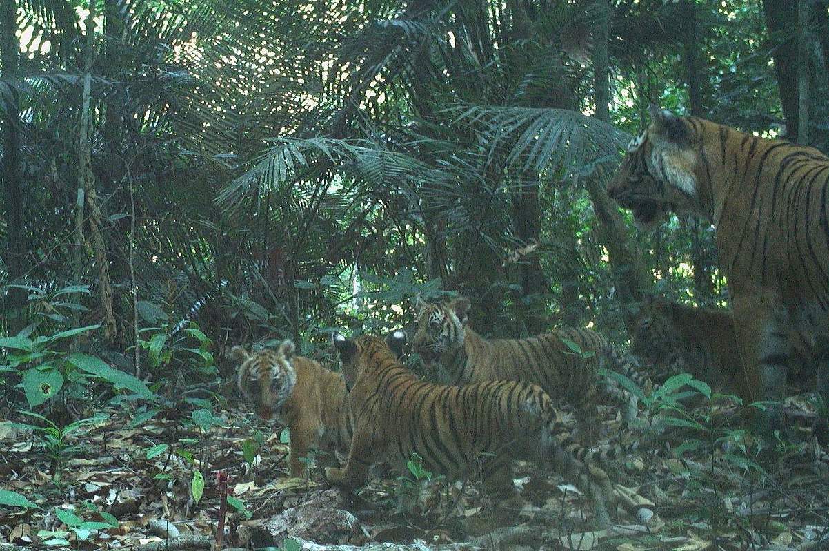 Kamerafallenaufnahme: Tigerin mit vier Jungen in Malaysia © WWF Malaysia / PSPC