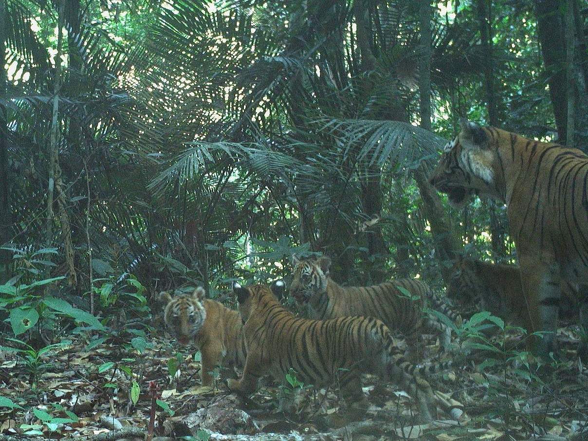 Kamerafallenaufnahme: Tigerin mit vier Jungen in Malaysia © WWF Malaysia / PSPC