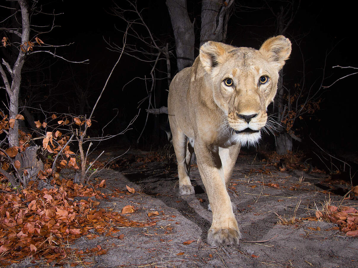 Kamerafallen-Aufnahme einer Löwin in der Nacht