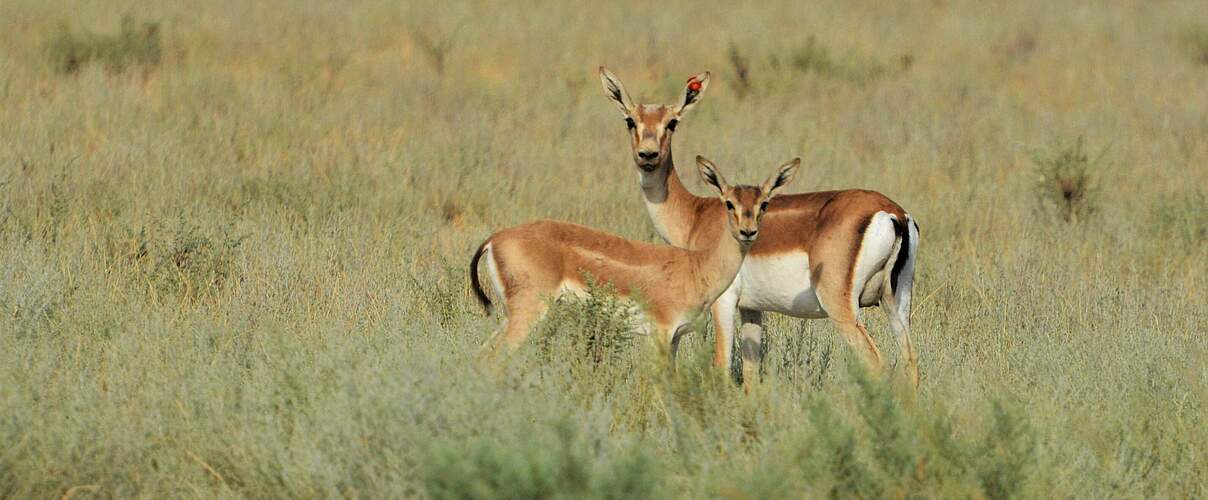 Kropfgazellen im Kaukasus © WWF Deutschland