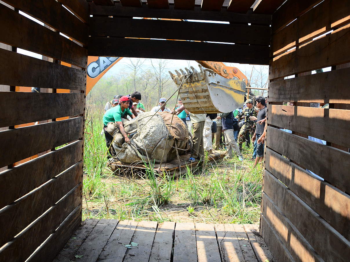 Verladung © Akash Shrestha / WWF Nepal