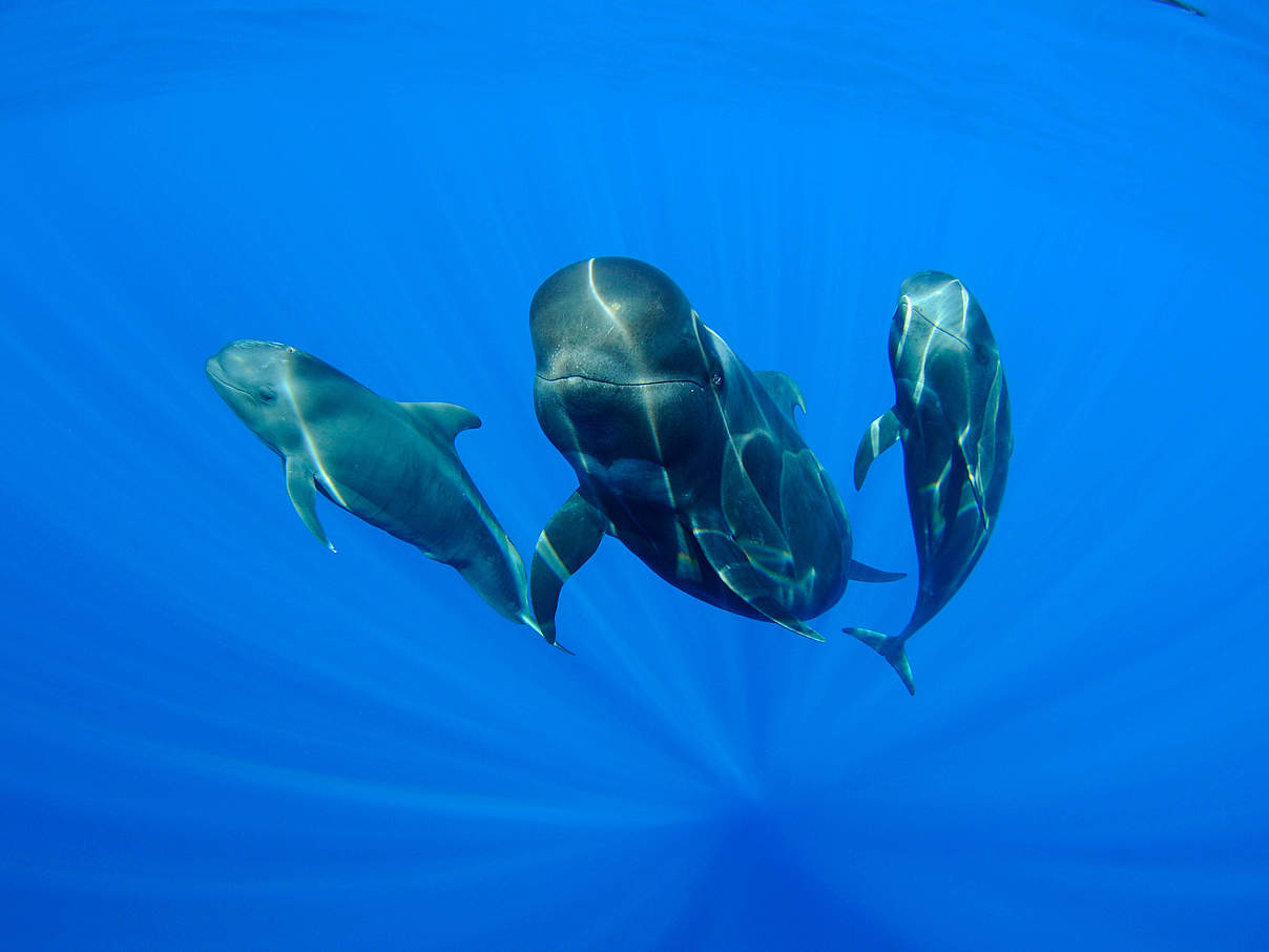 Wie lange können Delphine Luft anhalten?