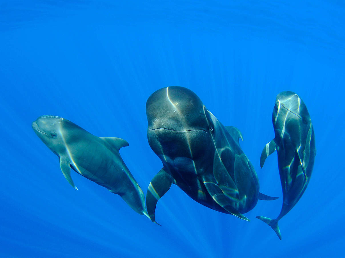 Pilotwale © Teo Lucas / Gigante Azul / WWF