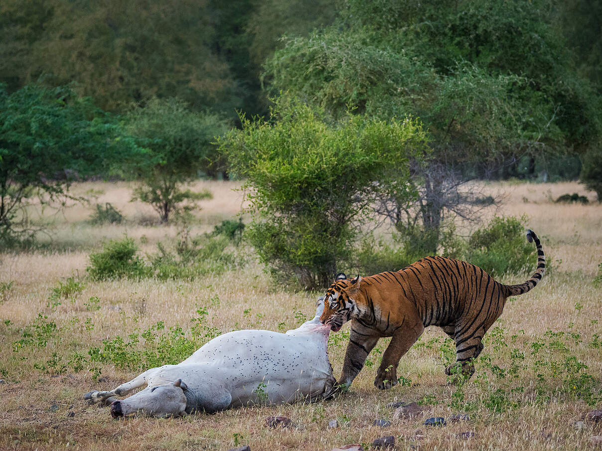 Tiger mit erbeuteter Kuh im Ranthambore National Park, Indien © Shutterstock / Sourabh Bharti / WWF 