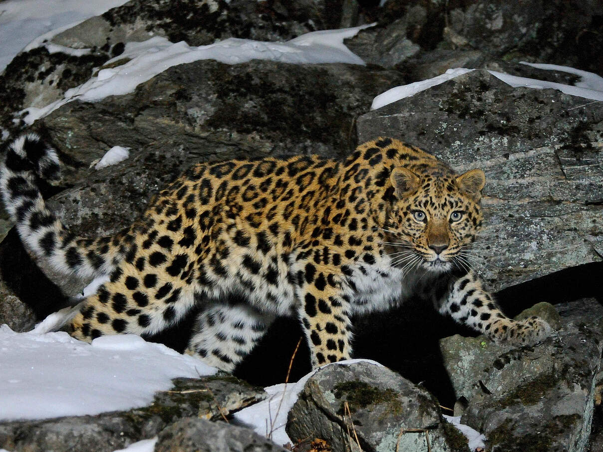 Amur-Leopard klettert über schneebedeckte Felsen