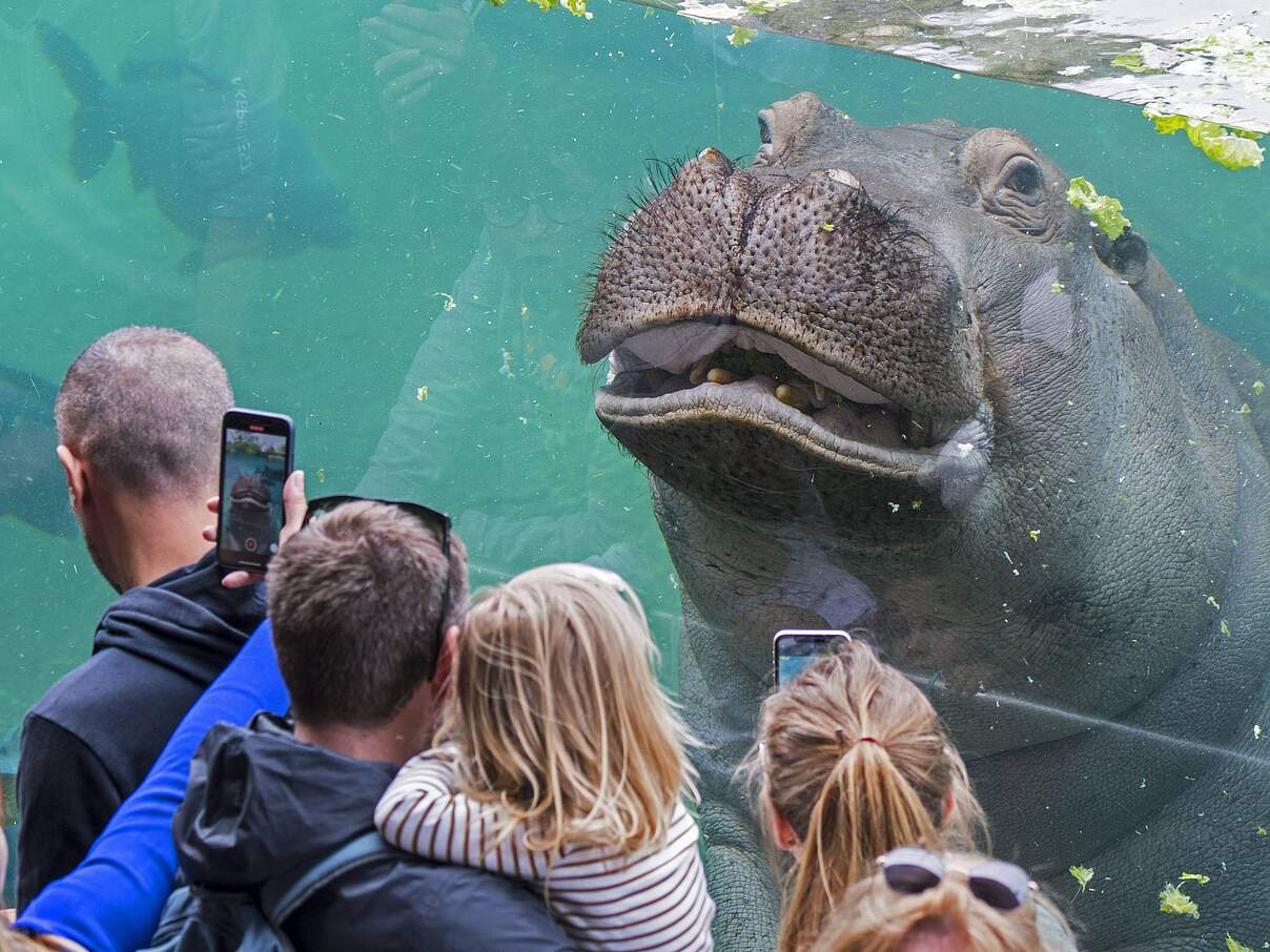 Zoo-Besucher:innen beobachten ein Flusspferd im Zoo © IMAGO / ALIMDI / Arterra Philippe Zoo-Besucher:innen beobachten ein Flusspferd im Zoo © IMAGO / ALIMDI / Arterra Philippe