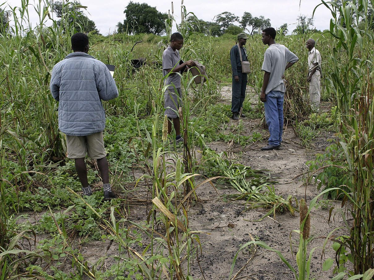 Ranger untersuchen ein Sorghum-Feld, das von Elefanten beschädigt wurde © WWF / Folke Wulff
