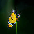 Ein Monarch Schmetterling und eine Raupe befinden sich vertikal an einem Grashalm