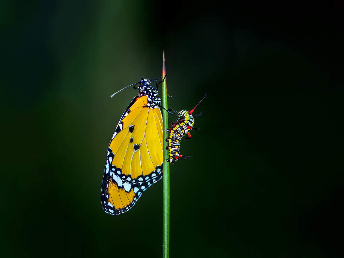 Ein Monarch Schmetterling und eine Raupe befinden sich vertikal an einem Grashalm