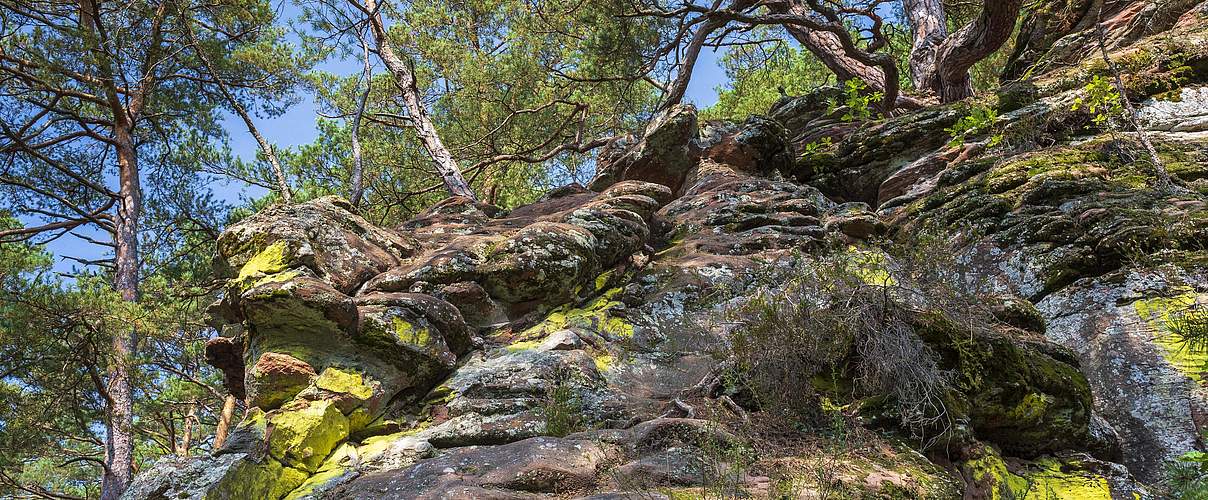 Pfälzer Wald © IMAGO imagebroker / Marcus Siebert