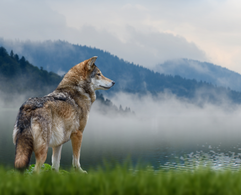 Wolf stands in the grass and looks into the distance against the backdrop of mountains