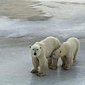 Eisbär mit Nachwuchs © Pamela Teitelman