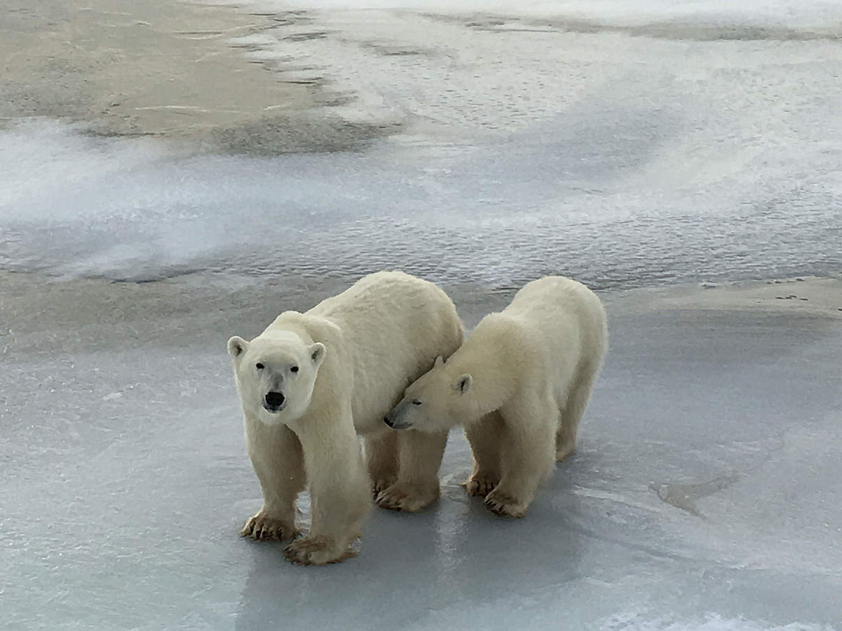 Eisbär mit Nachwuchs © Pamela Teitelman