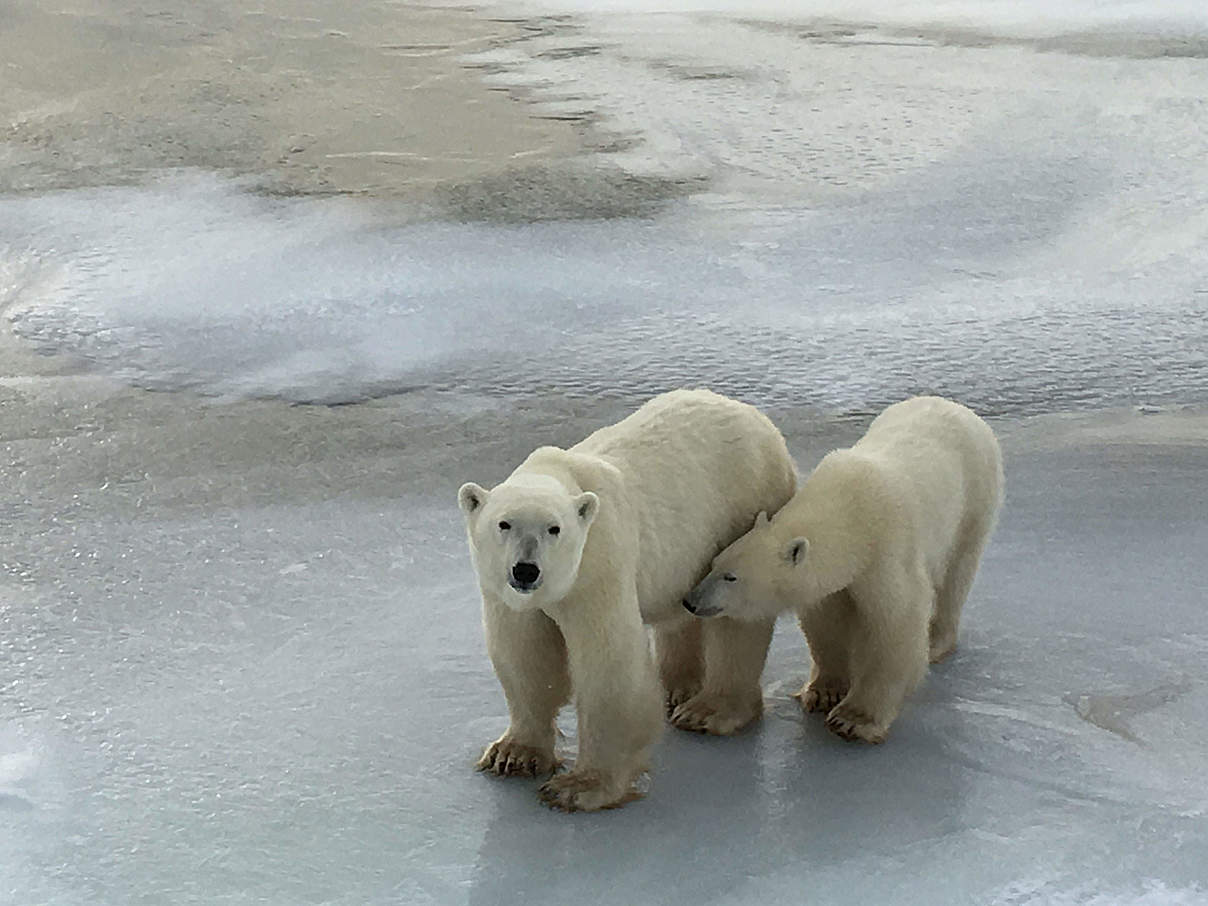 Eisbär mit Nachwuchs © Pamela Teitelman