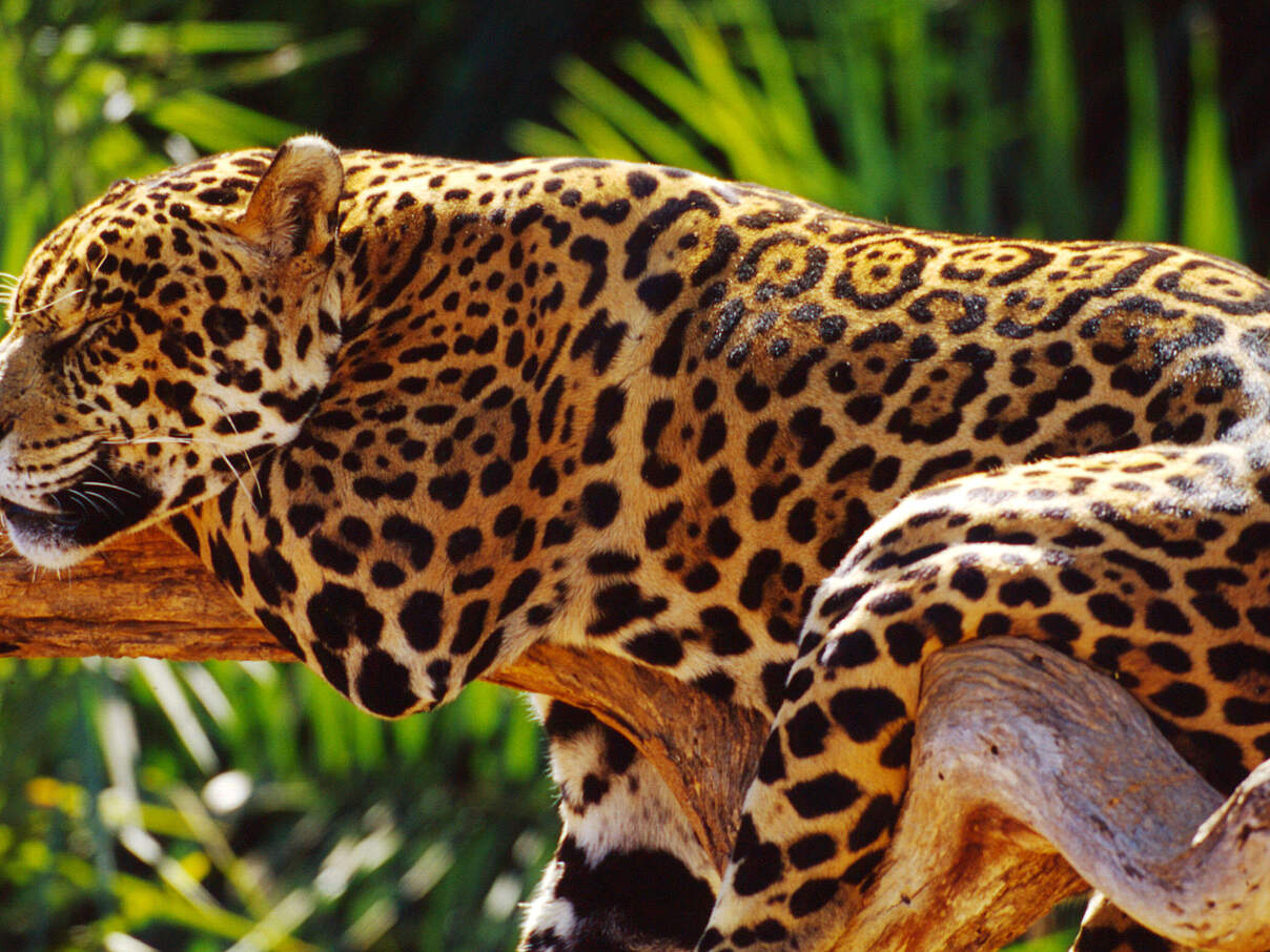 Jaguar ruht auf einem Ast © Michel Gunther / WWF