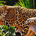 Jaguar ruht auf einem Ast © Michel Gunther / WWF