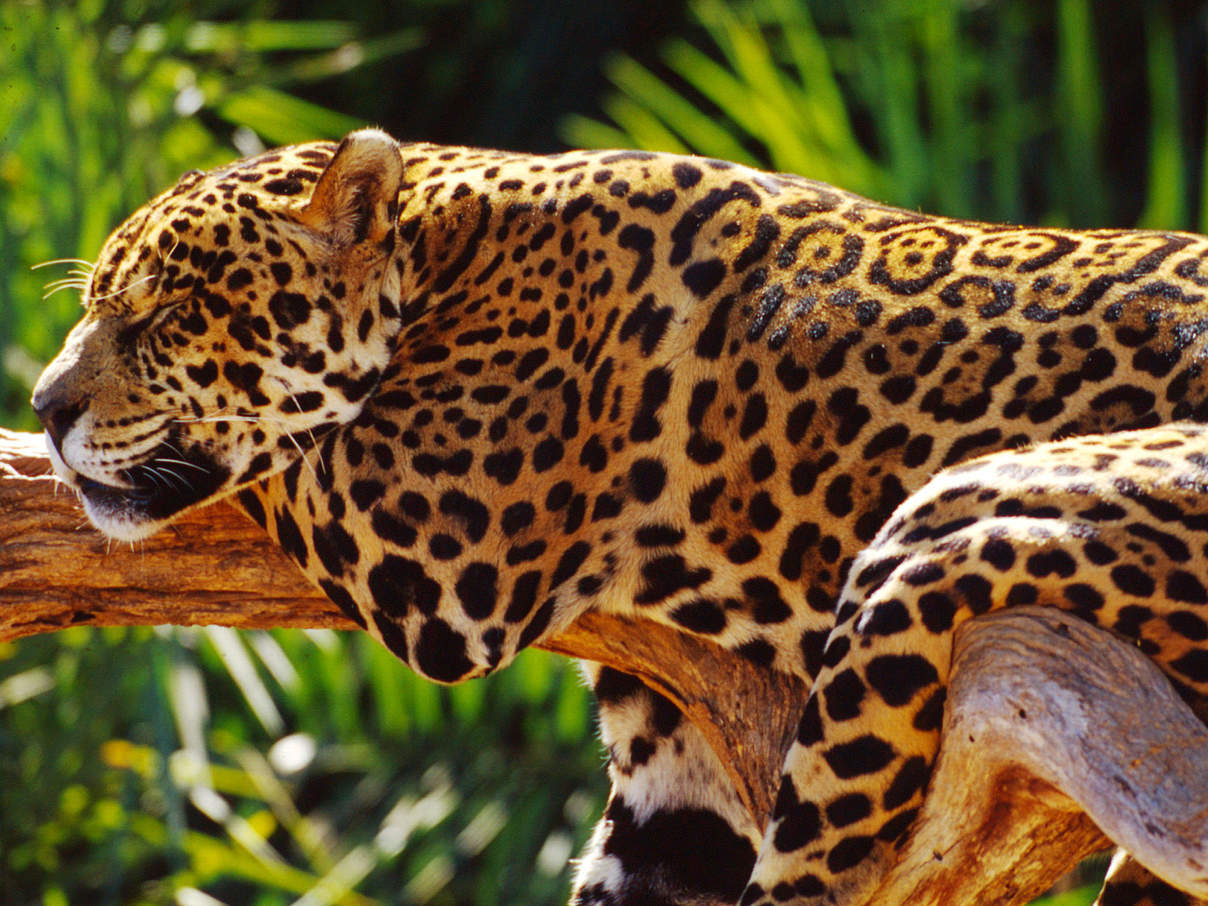 Jaguar ruht auf einem Ast © Michel Gunther / WWF