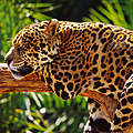 Jaguar ruht auf einem Ast © Michel Gunther / WWF