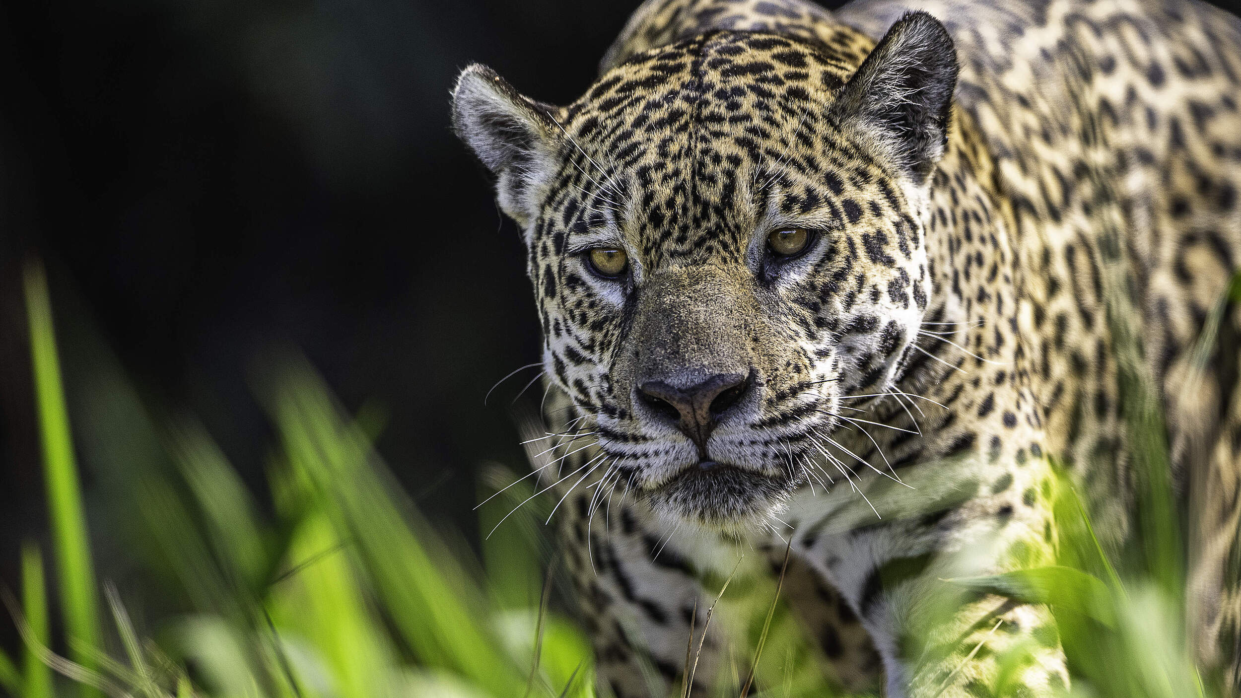 Ein Jaguar pirscht durch den Tropenwald.
