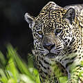 Ein Jaguar pirscht durch den Tropenwald.