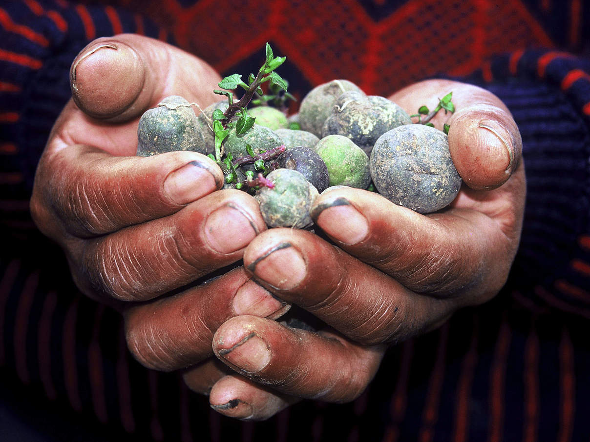Kartoffelbauern in den Anden © Diego M. Garces / WWF