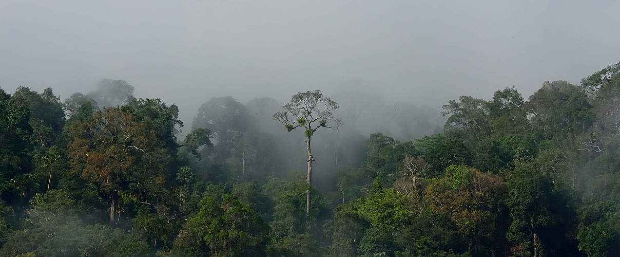 Tropical Amazon forest landscape