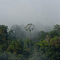 Tropical Amazon forest landscape