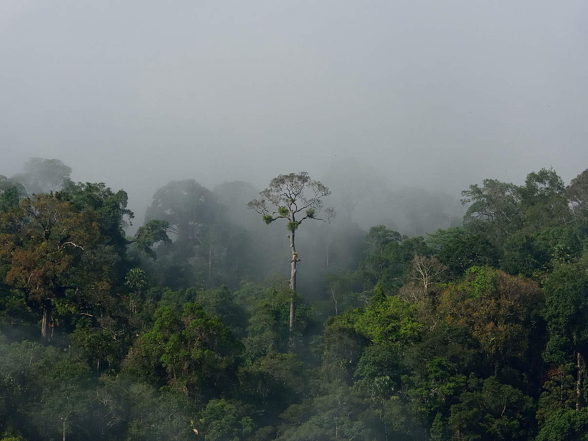 Tropical Amazon forest landscape