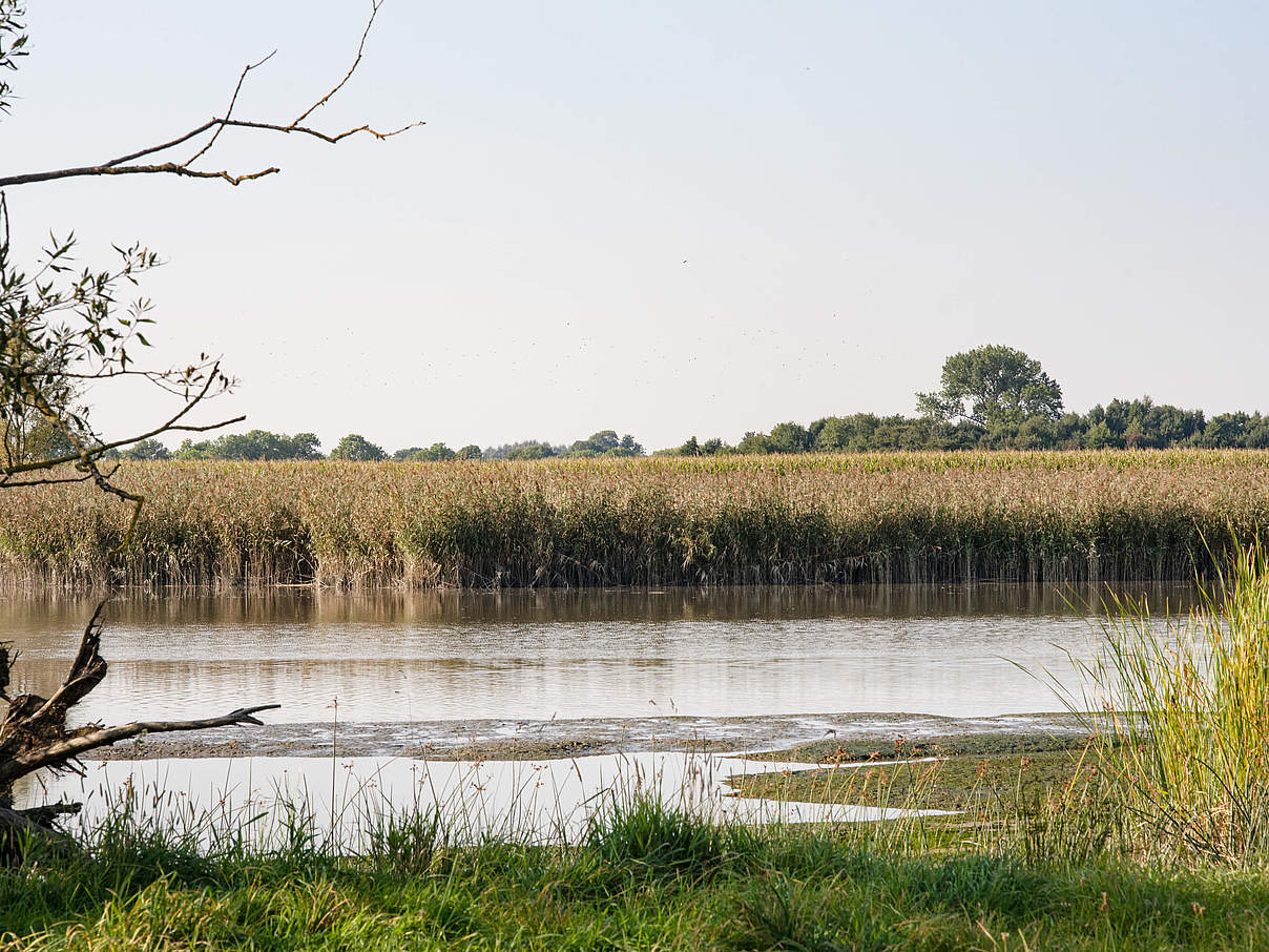 Ausgedehnte Röhricht-Fläche © Claudi Nir / WWF-Deutschland