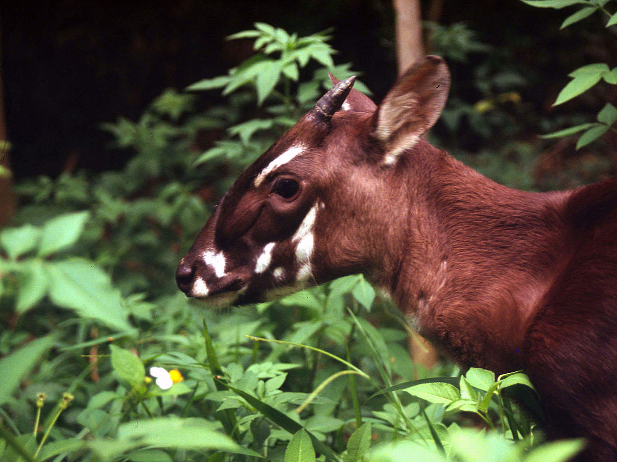 Saola in Vietnam © David Hulse / WWF