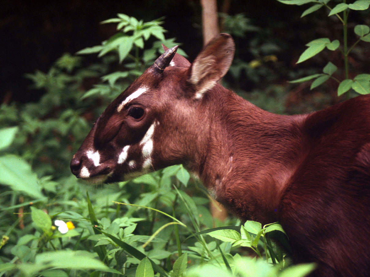 Saola in Vietnam © David Hulse / WWF