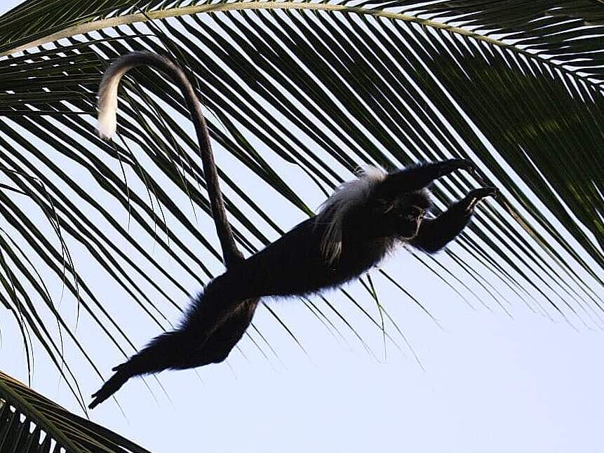 Der Tansania-Stummelaffe nutzt heimische Baumarten zur Fortbewegung