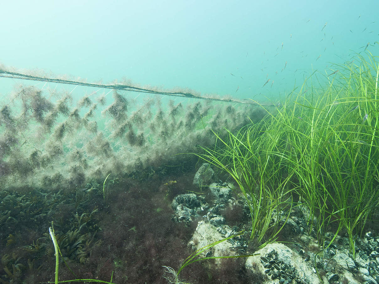 Geisternetz kurz vor der Bergung © Martin Siegel / WWF