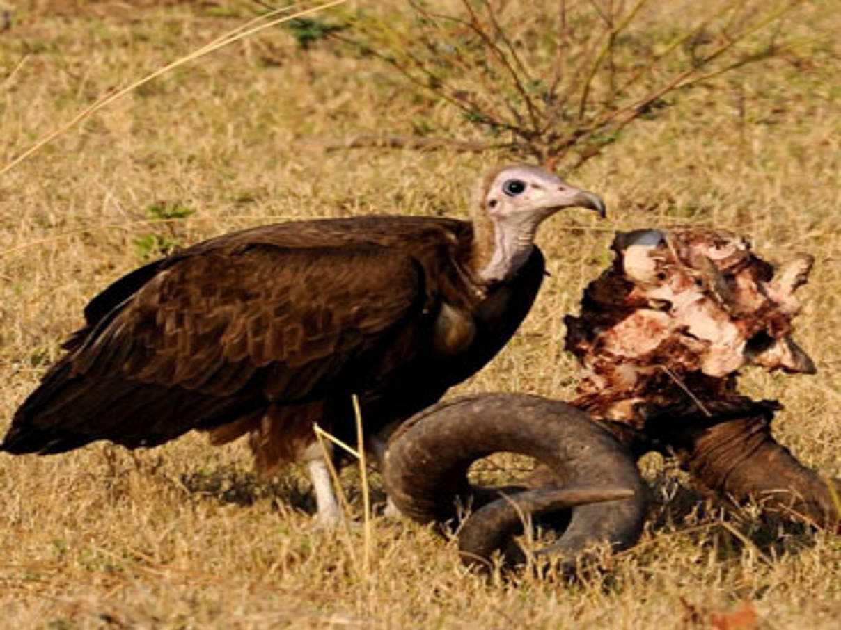 Geier in Afrika © Gernant Magnin / WWF Netherlands