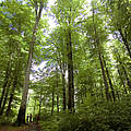 Buchenwald in Rumänien © Michel Gunther / WWF