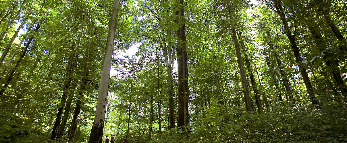 Buchenwald in Rumänien © Michel Gunther / WWF