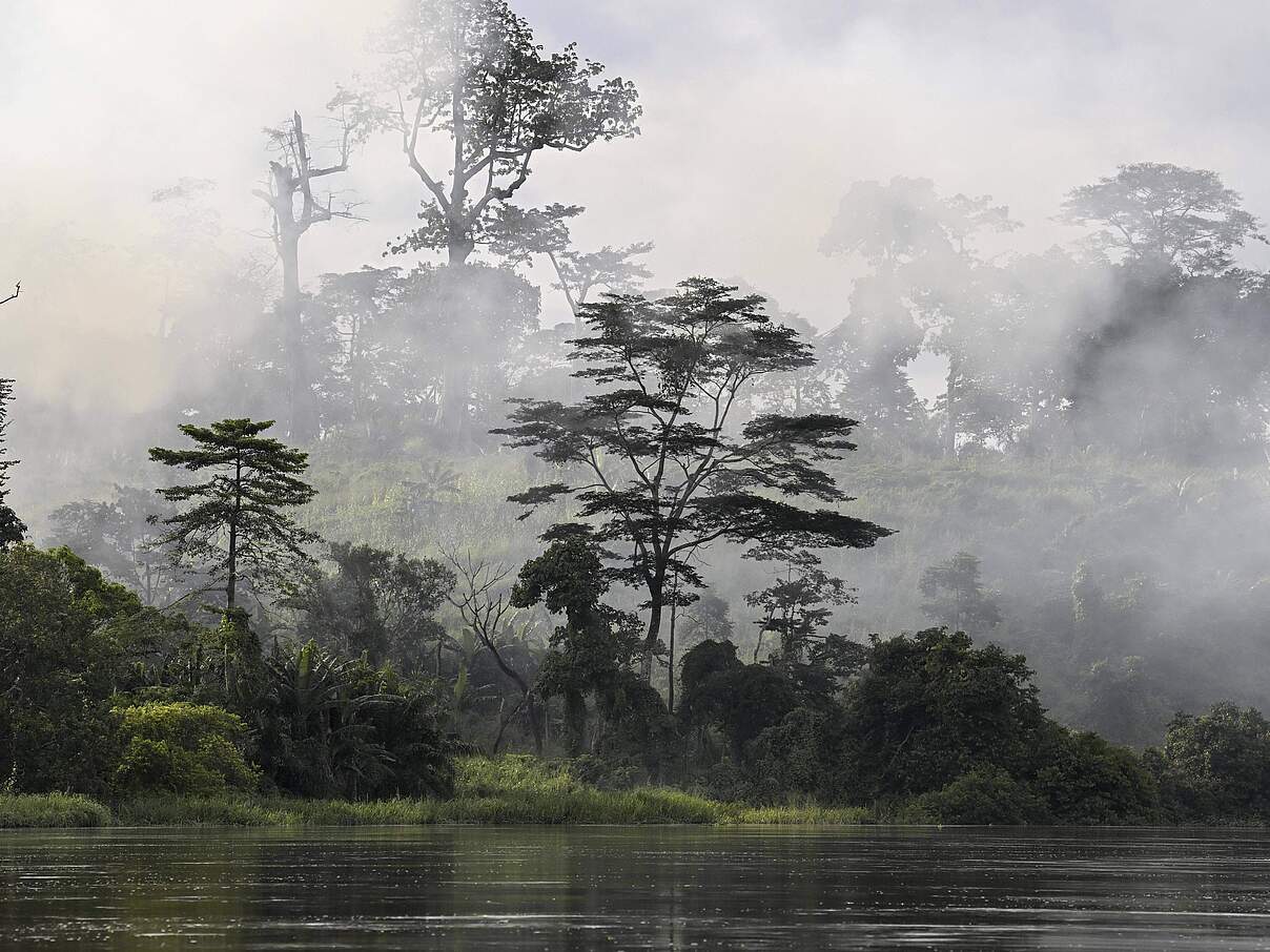Nebel über dem Regenwald am Sangha-Fluss, Dzanga-Sangha.