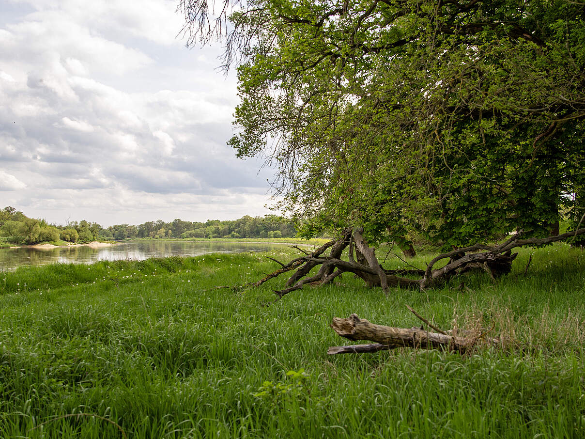 Eine große grüne Wiese mit einem umgefallenen Baumstamm, dahinter die flache Niederung entlang des Flusses und daneben der Wald.
