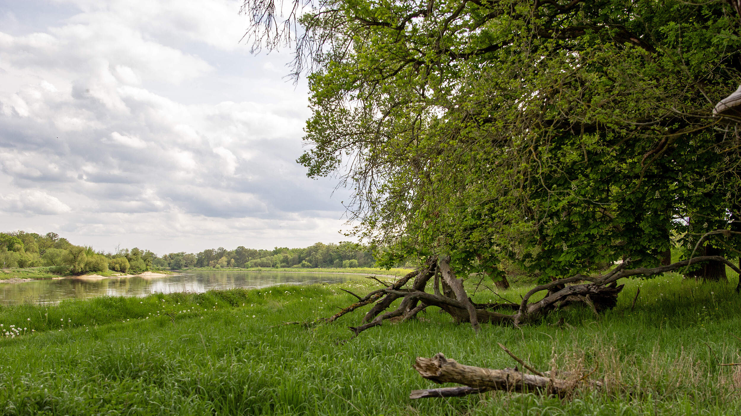 Eine große grüne Wiese mit einem umgefallenen Baumstamm, dahinter die flache Niederung entlang des Flusses und daneben der Wald.