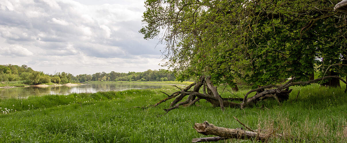 Eine große grüne Wiese mit einem umgefallenen Baumstamm, dahinter die flache Niederung entlang des Flusses und daneben der Wald.