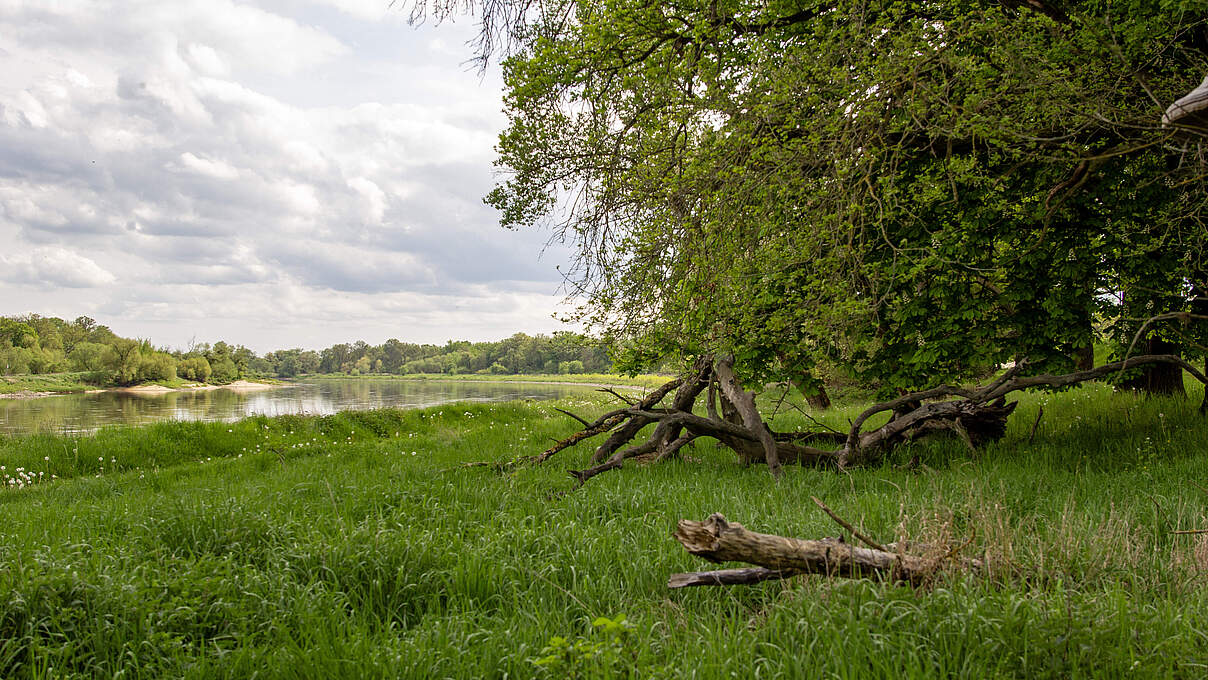 Eine große grüne Wiese mit einem umgefallenen Baumstamm, dahinter die flache Niederung entlang des Flusses und daneben der Wald.