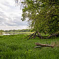 Eine große grüne Wiese mit einem umgefallenen Baumstamm, dahinter die flache Niederung entlang des Flusses und daneben der Wald.