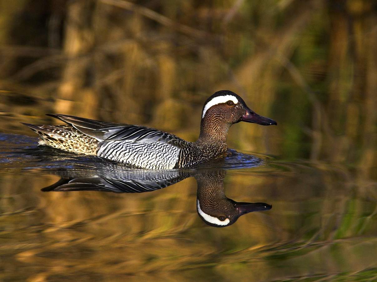 Knäkente © imago images / blickwinkel