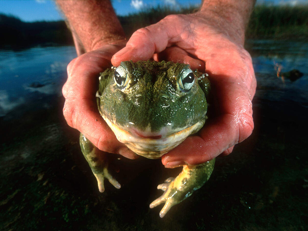 Afrikanischer Ochsenfrosch gehalten von den Händen eines Menschen