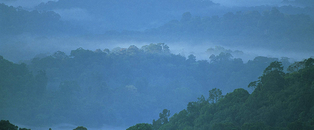 Amazonas Regenwald in Französisch-Guayana © Roger Leguen / WWF