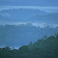 Amazonas Regenwald in Französisch-Guayana © Roger Leguen / WWF