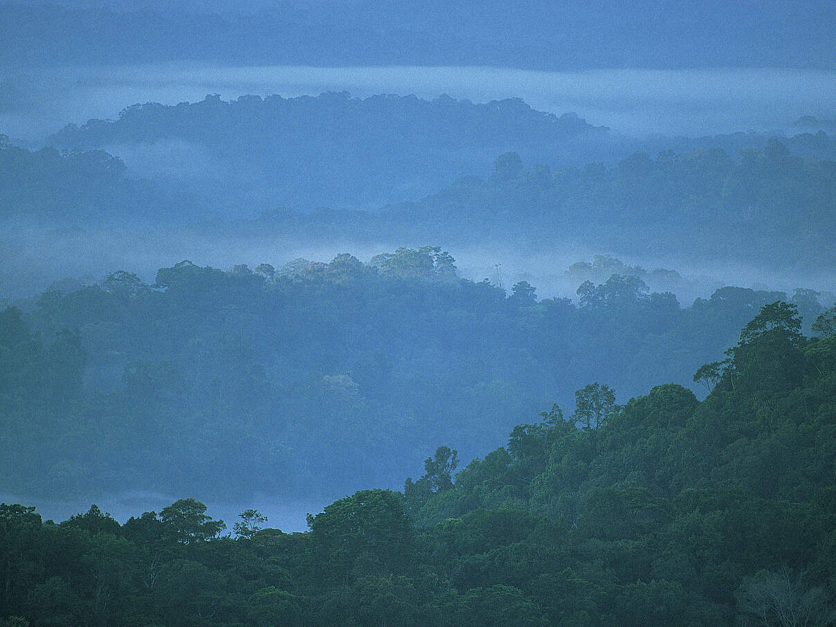 Amazonas-Regenwald in Französisch-Guayana © Roger Leguen / WWF