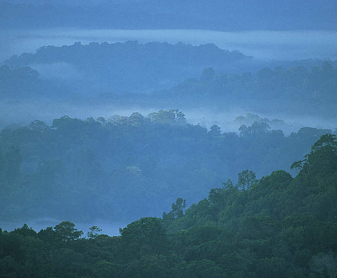Amazonas Regenwald in Französisch-Guayana © Roger Leguen / WWF