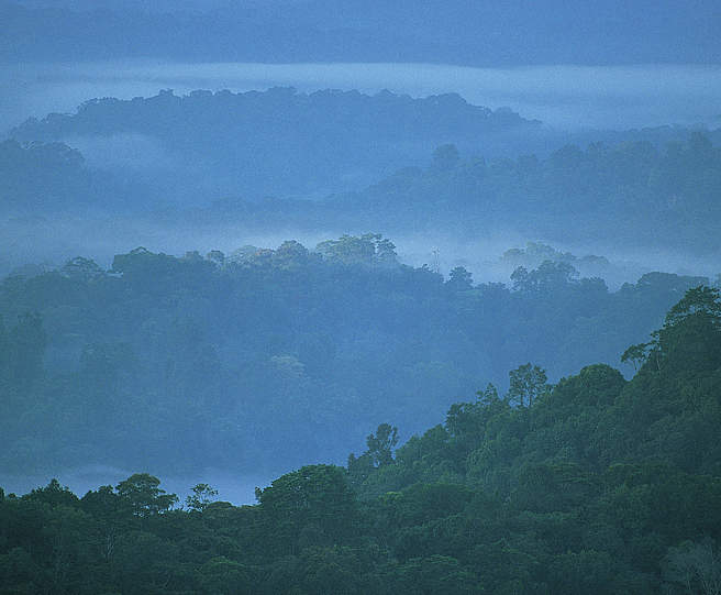 Amazonas Regenwald in Französisch-Guayana © Roger Leguen / WWF Amazonas Regenwald in Französisch-Guayana © Roger Leguen / WWF